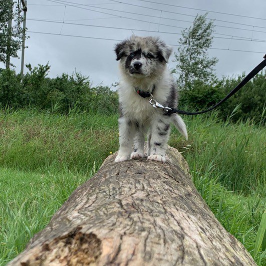 Jake - Australian Shepherd Puppy (photo 1 of 9)